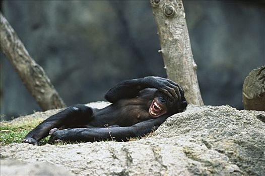黑猩猩,类人猿,倚靠,非洲