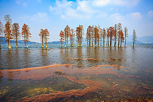 秋色,秋意,水杉,树林