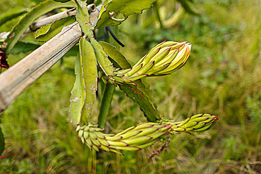 火龙果花