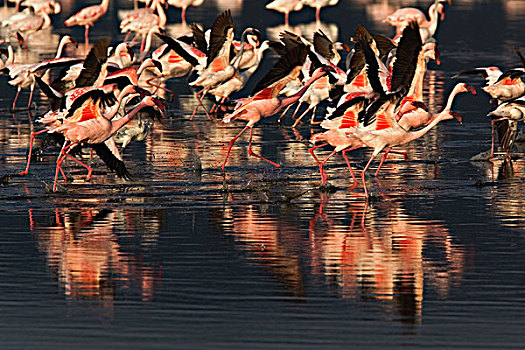 小红鹳,飞行,纳库鲁湖国家公园,肯尼亚