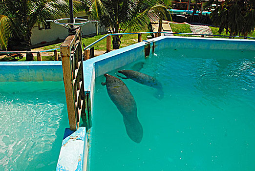 brazil,pernambuco,ilha,de,itamaraca,manatee,swimming,in,turquoise,pool