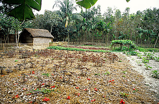 地点,新,农业,移动,孟加拉,2001年