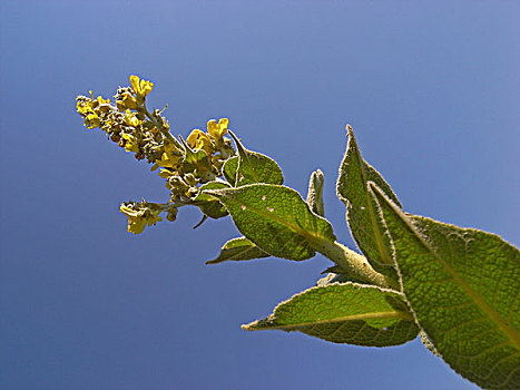 毛蕊花属,保加利亚,欧洲