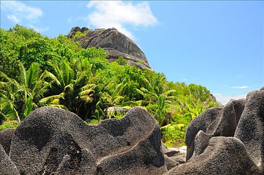 花冈岩,石头,手掌,植被,拉迪戈岛,塞舌尔