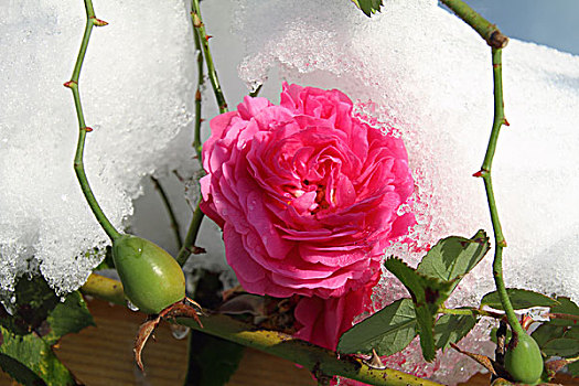 玫瑰,雪