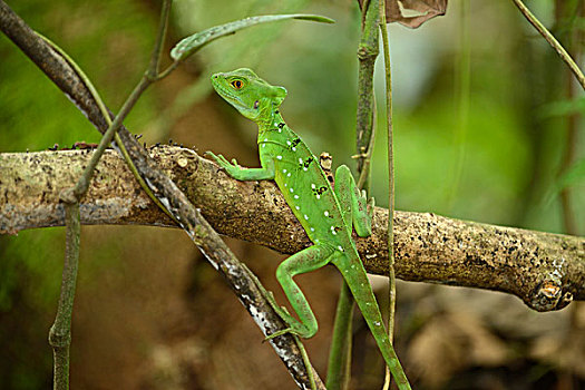 绿色,一对,雌性,栖息,枝条,哥斯达黎加,中美洲