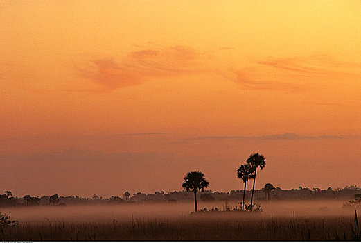 棕榈树,薄雾,黄昏,大沼泽地国家公园,佛罗里达,美国