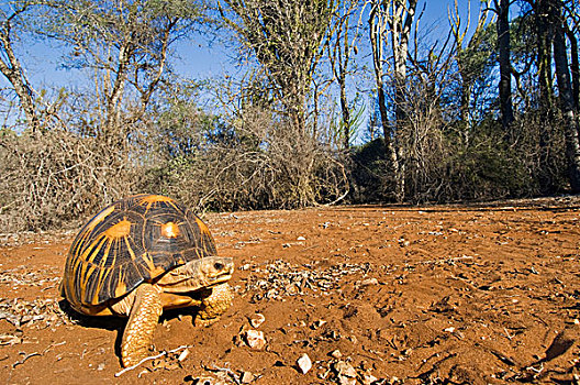龟,自然,自然保护区,马达加斯加,非洲
