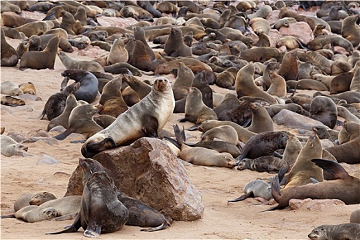 海狮,克罗斯角,纳米比亚,野生动物
