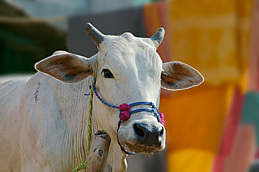 白色,母牛,乡村,区域,奥里萨帮,印度