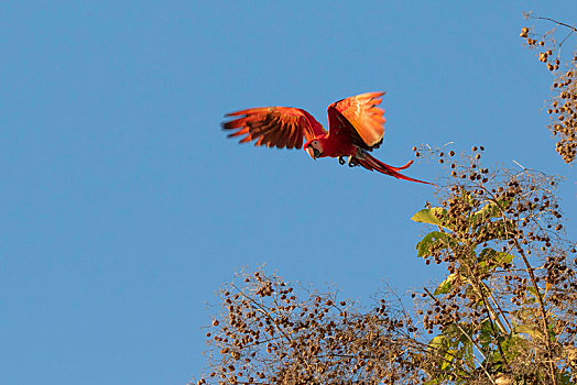 绯红金刚鹦鹉,飞跃,树,蓝天,蓬塔雷纳斯,哥斯达黎加,中美洲