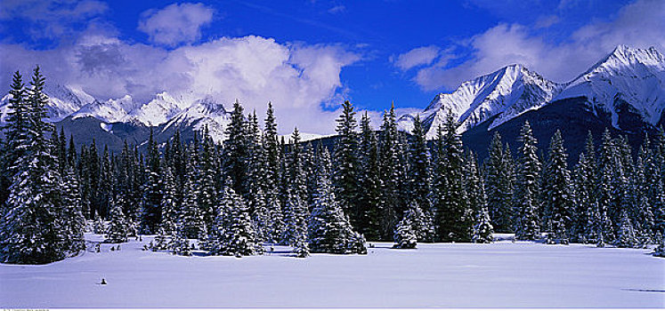 树林,山峦,冬天,幽鹤国家公园,不列颠哥伦比亚省,加拿大