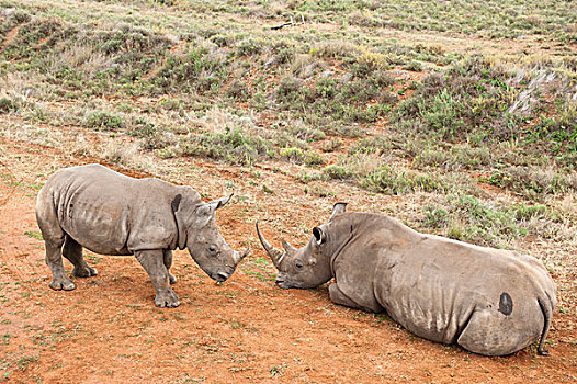 白犀牛,幼兽,克鲁格国家公园,自然保护区,南非