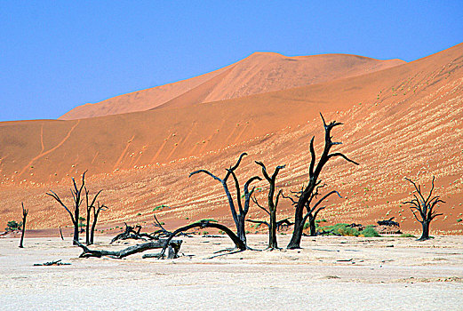 死,刺槐,树,死亡谷,纳米比诺克陆夫国家公园,纳米比亚