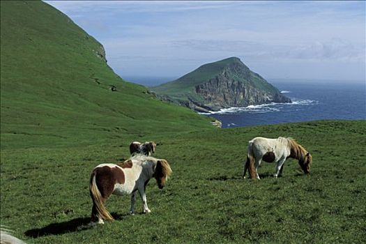 苏格兰,设得兰群岛,岛屿,小马,特写,头部