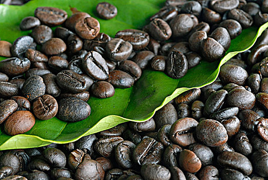 咖啡豆,叶子,咖啡,植物,喀拉拉,印度南部,印度