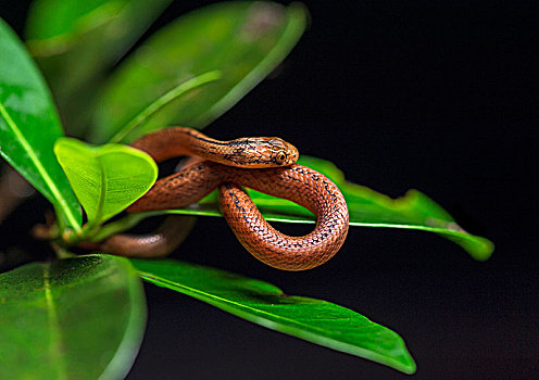 无毒蛇,游蛇科,国家公园,马达加斯加,非洲
