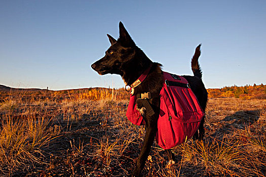 狗,雪橇狗,阿拉斯加,哈士奇犬,背包,秋色,深秋,靠近,鱼,湖,育空地区,加拿大,北美