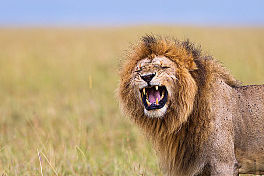大,雄性,狮子,展示,动作,马赛马拉国家保护区,肯尼亚