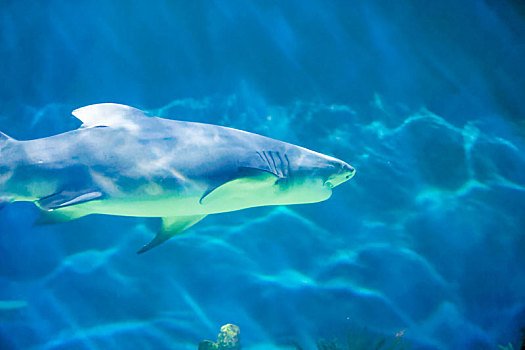 海洋公园鲨鱼水族馆