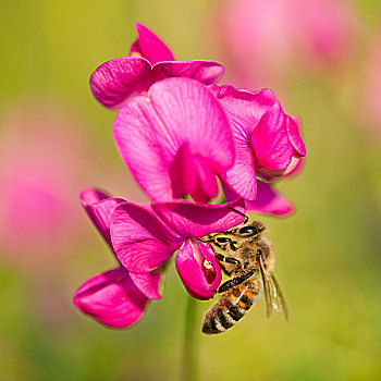 西部,蜜蜂,意大利蜂,花,香豌豆,香豌豆花,图林根州,德国,欧洲