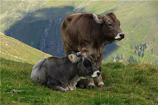 高山,母牛