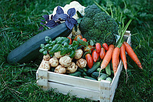 蔬菜,丰收