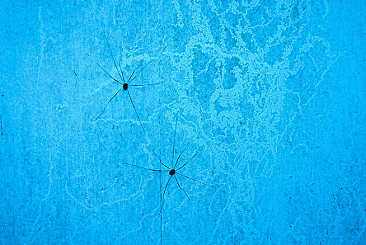 两个,蜘蛛,蓝色,墙,瑞典,欧洲