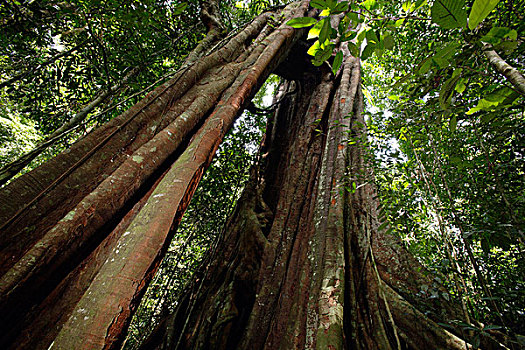 大树,树干,拱形,古农列尤择国家公园,苏门答腊岛,印度尼西亚
