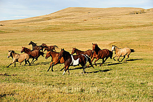 牧群,马,驰骋,草原,萨斯喀彻温,加拿大
