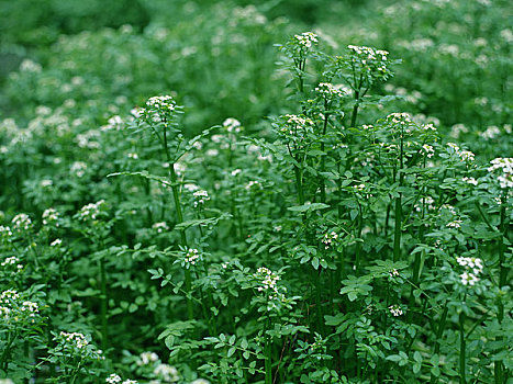 花,豆瓣菜