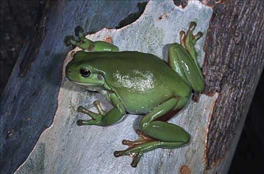 树蛙,桉树,澳大利亚