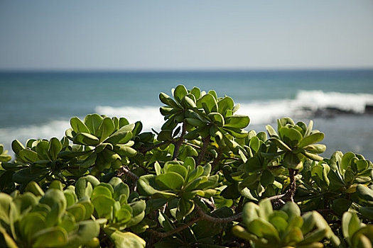 植物,海洋