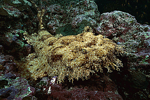 保护色,礁石,宁哥路珊瑚礁,澳大利亚