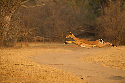 女性,黑斑羚,跳跃,半空,上方,土路,国家公园,津巴布韦
