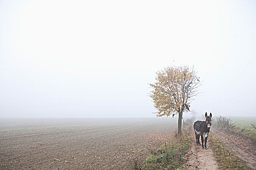 驴,站立,道路,地点,雾状,天气