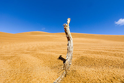 沙漠中的枯枝