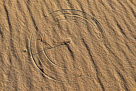 圆形,纹理,移动,草,沙丘,阿尔及利亚,撒哈拉沙漠,北非,非洲