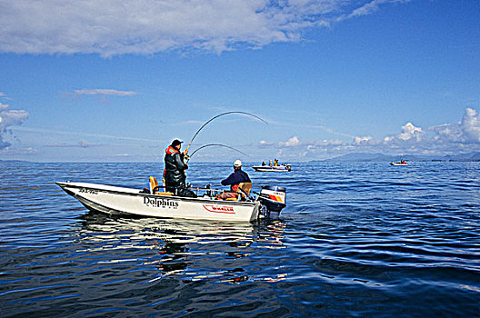 三文鱼,钓鱼,北海岸,工作,水道,不列颠哥伦比亚省,加拿大