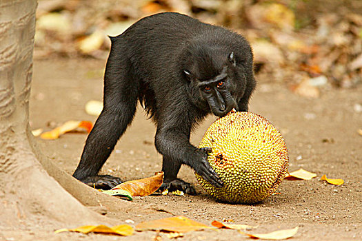亚洲,印度尼西亚,苏拉威西岛,黑色,短尾猿,弥猴属,成年,吃,木菠萝