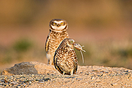 穴鸮,一对,巢穴,普韦布洛,西部,科罗拉多,雌性,啮齿类动物