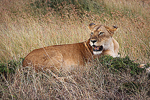 肯尼亚非洲大草原狮子-母狮张嘴