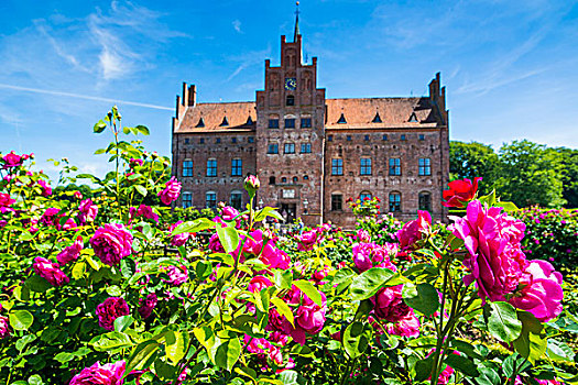盛开,玫瑰,城堡,丹麦