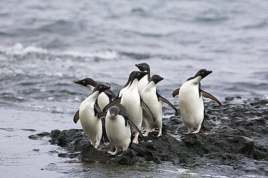 阿德利企鹅,南极