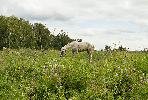 白马,放牧,绿色,夏天,草场,乡村