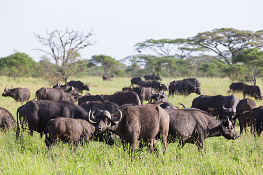 非洲水牛,牧群,恩戈罗恩戈罗火山口,坦桑尼亚