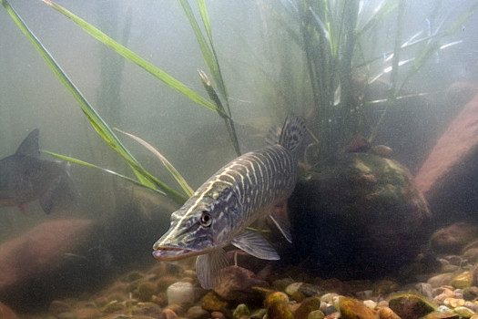 水,食肉动物,白斑狗鱼,水塘,淡水鱼