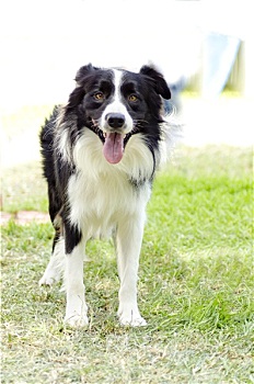 博德牧羊犬