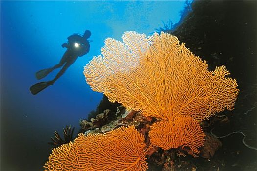 印度尼西亚,万鸦老,水下,潜水,海扇