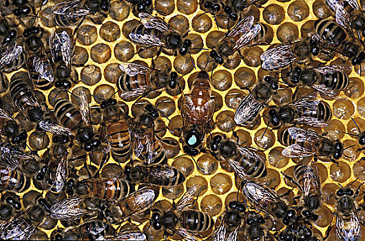 蜜蜂,意大利蜂,蜂窝,中间